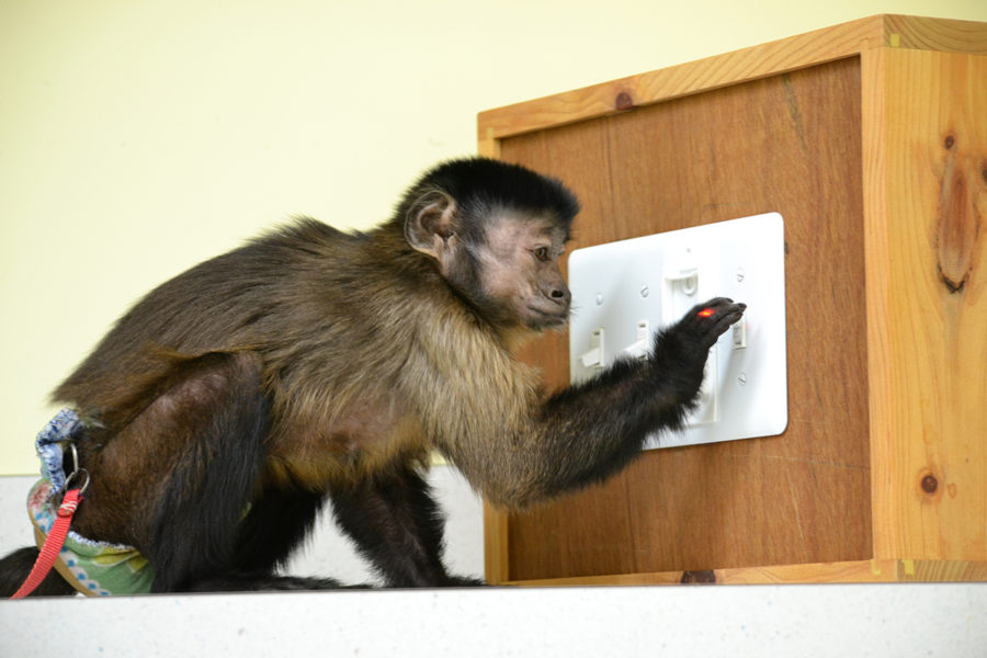 From the Publisher | Helping Hands Monkey Helpers in Boston | BostonMan ...